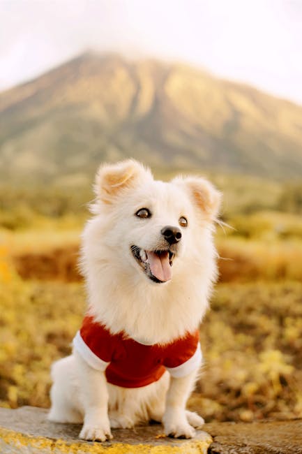 Cute Pets - Adorable small dog in a red shirt sitting outdoo #10641097