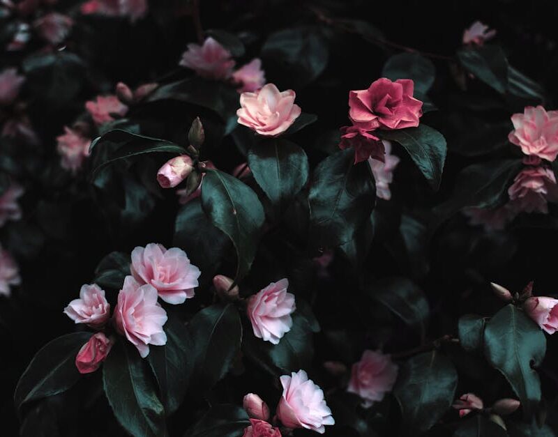 Flowers & Plants - Vibrant pink flowers blooming amidst lush dark l #1083822