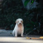 Cute Pets - Charming white puppy sitting on a sunlit path, s #11552591