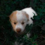 Cute Pets - Adorable white and tan puppy exploring lush gree #11552594