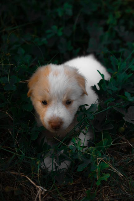 Cute Pets - Adorable white and tan puppy exploring lush gree #11552594