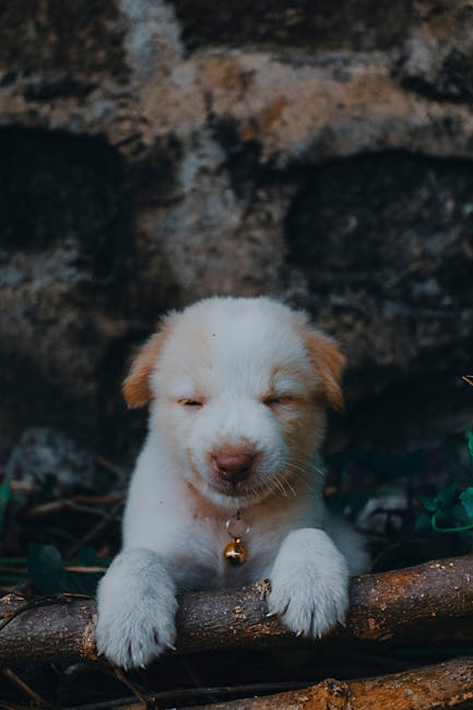 Cute Pets - A cute puppy with a bell collar sleeping peacefu #11596520