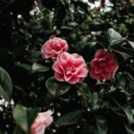 Flowers & Plants - A close-up view of vibrant pink camellia flowers #11788735
