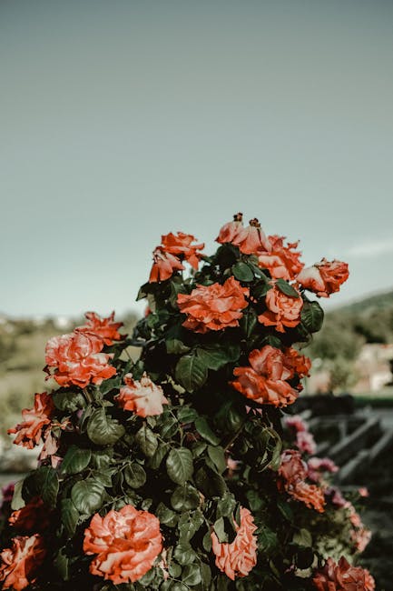 Flowers & Plants - Stunning display of vibrant red roses blooming o #12644185