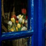 Flowers & Plants - Colorful tulips peek through a vivid blue window #13578498