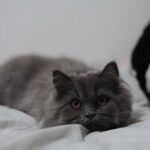 Cute Pets - A cute grey British Shorthair cat resting indoor #15765400