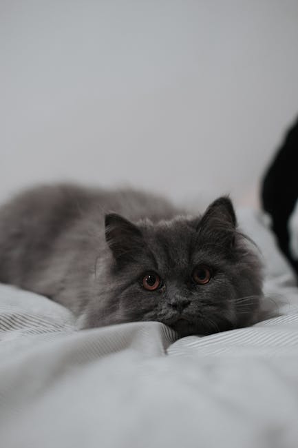 Cute Pets - A cute grey British Shorthair cat resting indoor #15765400