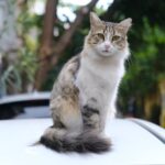 Cute Pets - A cute tabby cat perched on a car roof in an out #16204223