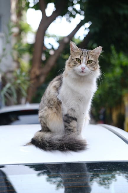 Cute Pets - A cute tabby cat perched on a car roof in an out #16204223