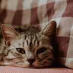 Cute Pets - Close-up of a gray cat comfortably resting on a #16245083