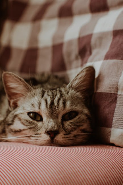 Cute Pets - Close-up of a gray cat comfortably resting on a #16245083