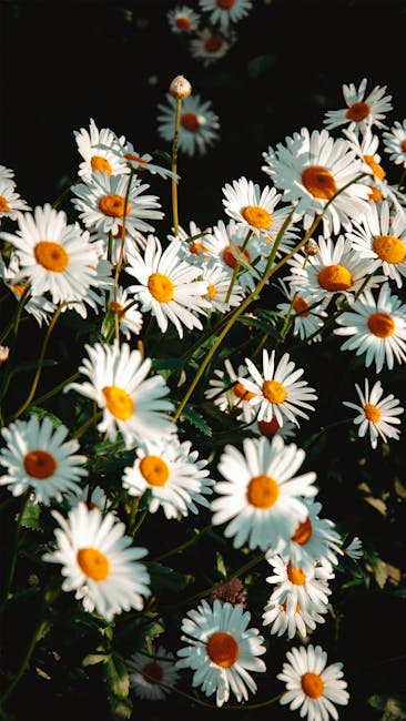 Flowers & Plants - A stunning close-up of white daisies in full blo #17155436