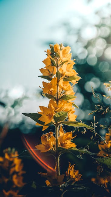 Flowers & Plants - Close-up of a vibrant yellow loosestrife flower #17155438