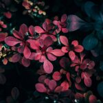 Flowers & Plants - Intimate close-up of vibrant red and green leave #17484774