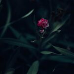 Flowers & Plants - Moody image of a pink flower surrounded by dark #18176375