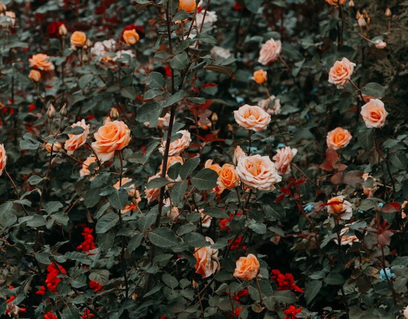 Flowers & Plants - Explore a vibrant rose garden filled with bloomi #1831489