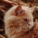Cute Pets - A close-up shot of a fluffy orange cat with a fo #20001449