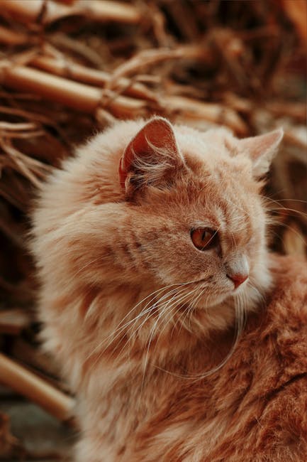 Cute Pets - A close-up shot of a fluffy orange cat with a fo #20001449