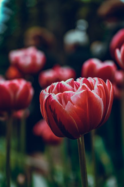 Flowers & Plants - A stunning close-up of a vibrant red tulip in fu #2537633
