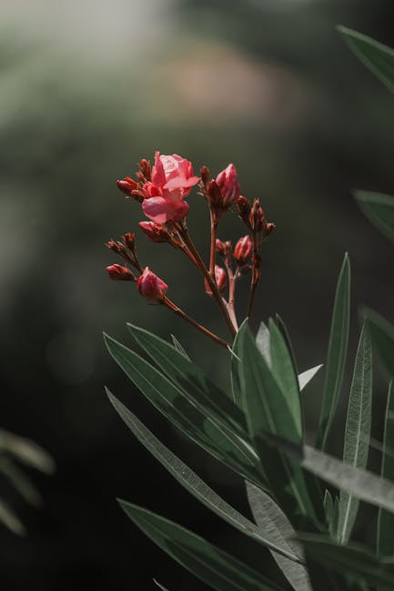 Flowers & Plants - Close-up of pink oleander flowers blooming with #27427281