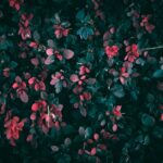 Flowers & Plants - Close-up of vibrant red leaves on a bush with da #28180390