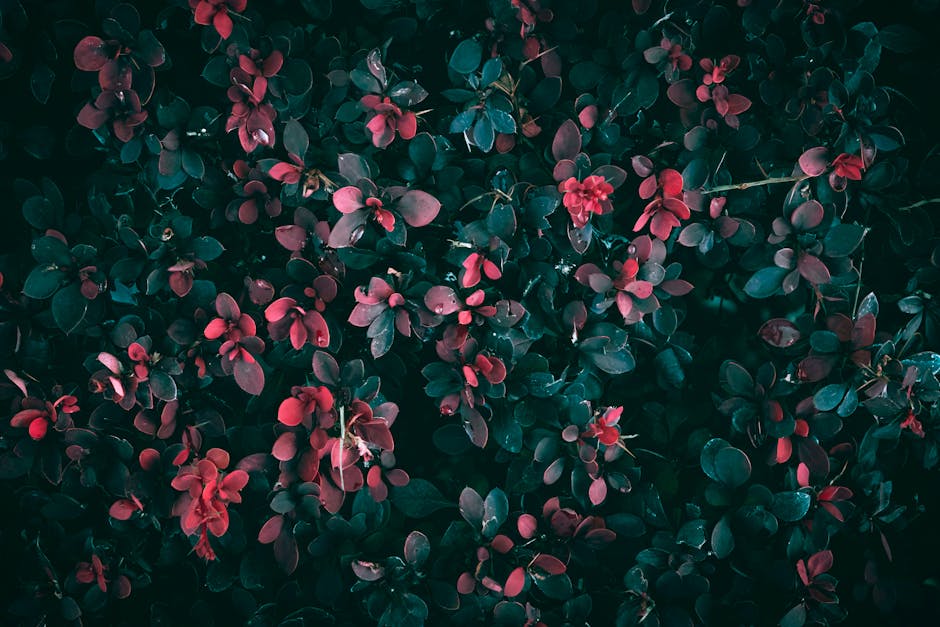 Flowers & Plants - Close-up of vibrant red leaves on a bush with da #28180390