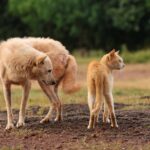 Cute Pets - A dog and a cat standing together outdoors, show #28852102