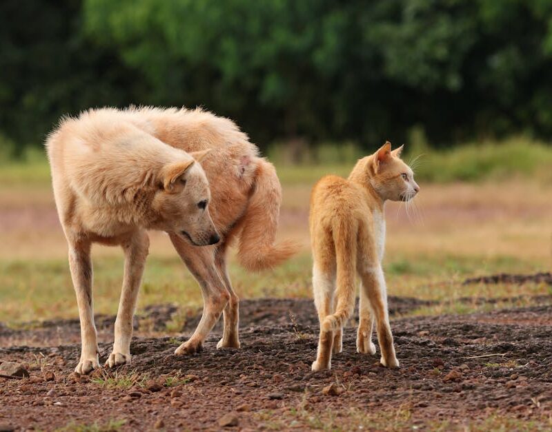 Cute Pets - A dog and a cat standing together outdoors, show #28852102