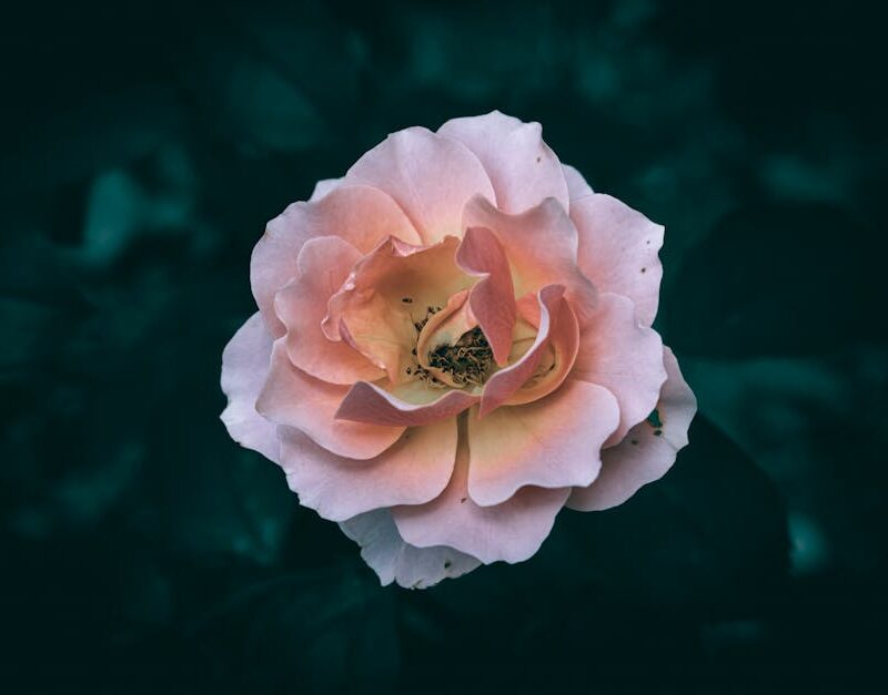 Flowers & Plants - A detailed close-up of a blooming pink rose agai #28925740