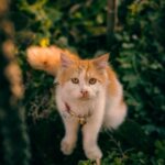 Cute Pets - A fluffy Persian cat with orange and white fur s #29094880