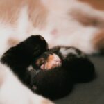 Cute Pets - Adorable newborn kittens cuddling close to their #29125773