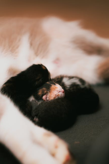 Cute Pets - Adorable newborn kittens cuddling close to their #29125773