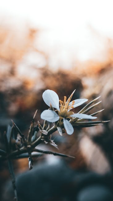 Flowers & Plants - A serene close-up of a white flower with a soft- #29131128