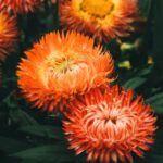 Flowers & Plants - Close-up of striking orange blossoms in full blo #30781070