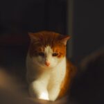 Cute Pets - An orange and white cat basking in soft, warm in #31483086