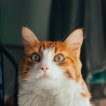 Cute Pets - A focused ginger cat with striking eyes caught i #31518659
