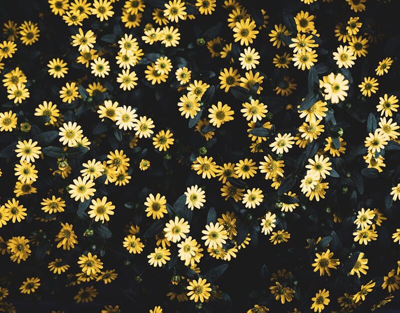 Flowers & Plants - A bright cluster of yellow daisies in full bloom #32959310