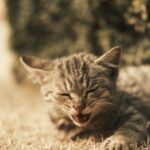 Cute Pets - Cute tabby kitten resting on dried grass in warm #35128357