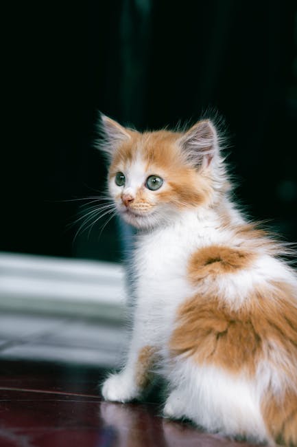 Cute Pets - Cute ginger and white kitten with green eyes sit #35749465