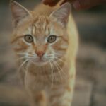 Cute Pets - Close-up of a ginger cat being petted outdoors, #35845924