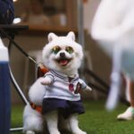 Cute Pets - Adorable dog dressed in a sailor outfit with sun #36090149