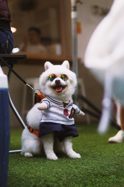 Cute Pets - Adorable dog dressed in a sailor outfit with sun #36090149