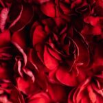 Flowers & Plants - Closeup top view of fresh vivid red and beautifu #4195587