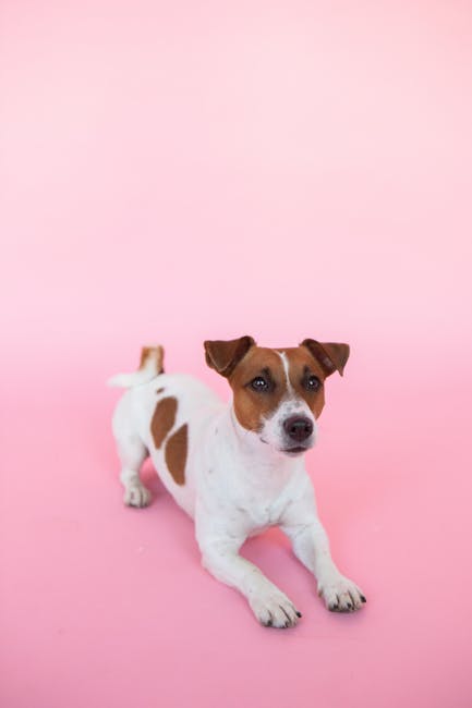 Cute Pets - A Jack Russell Terrier lying down playfully on a #5264110