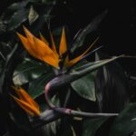 Flowers & Plants - A close-up of vibrant Bird of Paradise flowers a #5947502