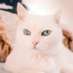 Cute Pets - Close-up portrait of a cute Turkish Angora cat w #6835764