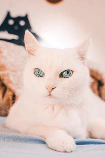 Cute Pets - Close-up portrait of a cute Turkish Angora cat w #6835764