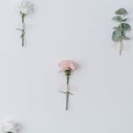 Flowers & Plants - Blossoming Dianthus caryophyllus with pleasant a #6913384