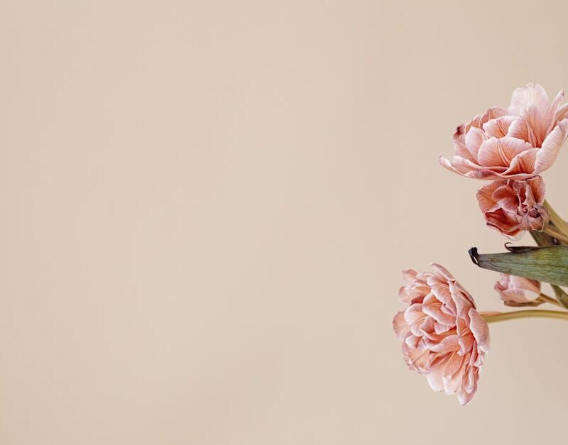 Flowers & Plants - Close-up of pink flowers with copy space on a be #7291999