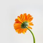 Flowers & Plants - Stunning close-up of an orange Gerbera daisy aga #8482125